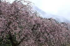 20100415sakura-kirinonaka.jpg