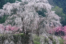 20070407matabee-sakura0.jpg