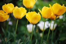 20070422-tulip.jpg
