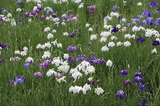 20070610kakitubata.jpg
