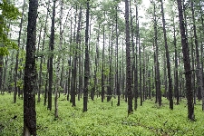 20090621nikko-senzyugahara.jpg