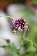 20070923tateyama-mitubachi.jpg