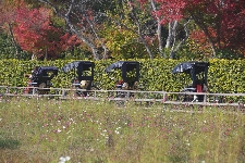 20071125kyoto-arashiyama.jpg