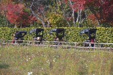 20071125kyoto-arashiyama.jpg