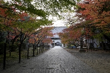 20071123kyoto-koumeiji.jpg