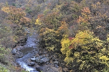 20081116okutama-kawa.jpg