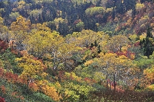 20081012tsugaike006.jpg