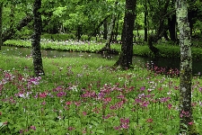 2009-0621nikko-kurinsou-web.jpg