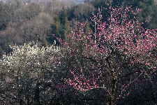 20050122hachiouj-ume.jpg