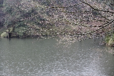 20060226koishikawakoen.jpg