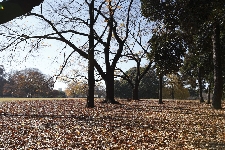 20071209gyoen-ochiba.jpg