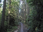 20100720yakusugi-dochu-torokko.jpg