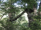 20100720yakusugi-meiotosugi.jpg