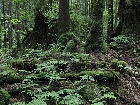 20100720shida.jpg