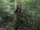 20100721mononoke005-2.jpg