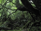 20100721mononoke002.jpg