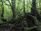 20100721mononoke006.jpg