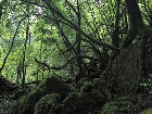 20100721mononoke008.jpg