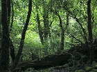 20100721mononoke009.jpg