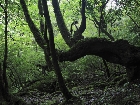 20100721mononoke011.jpg