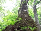 20050625shirakami4.jpg