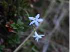 20100407mauntcook-hana02.jpg