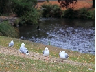 20100406christchurch-city02.jpg