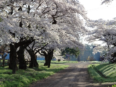 20100510koiwai-harunomichi.jpg