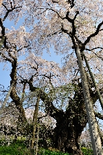 20090419miharu-taki.jpg