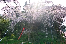 20090419miharu-jizo.jpg