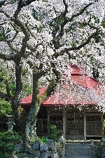 20090419miharu-mizutuki.jpg