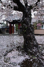 20070403seirinji-sakura.jpg