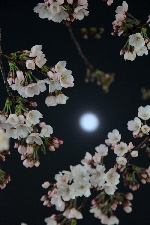 20100327sengawaeki-sakura.jpg