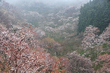 20070407yoshino-nakasenbon.jpg