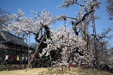 20060409zindai- sakura.jpg