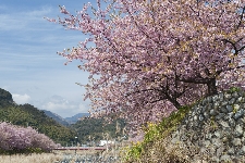 20080309kawazu-sakura.jpg