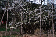 20050417usuzumizakura.JPG